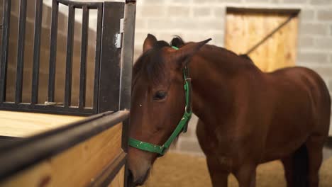 A-close-up-of-a-brown-horse-standing-calmly-in-its-stall-in-Posados