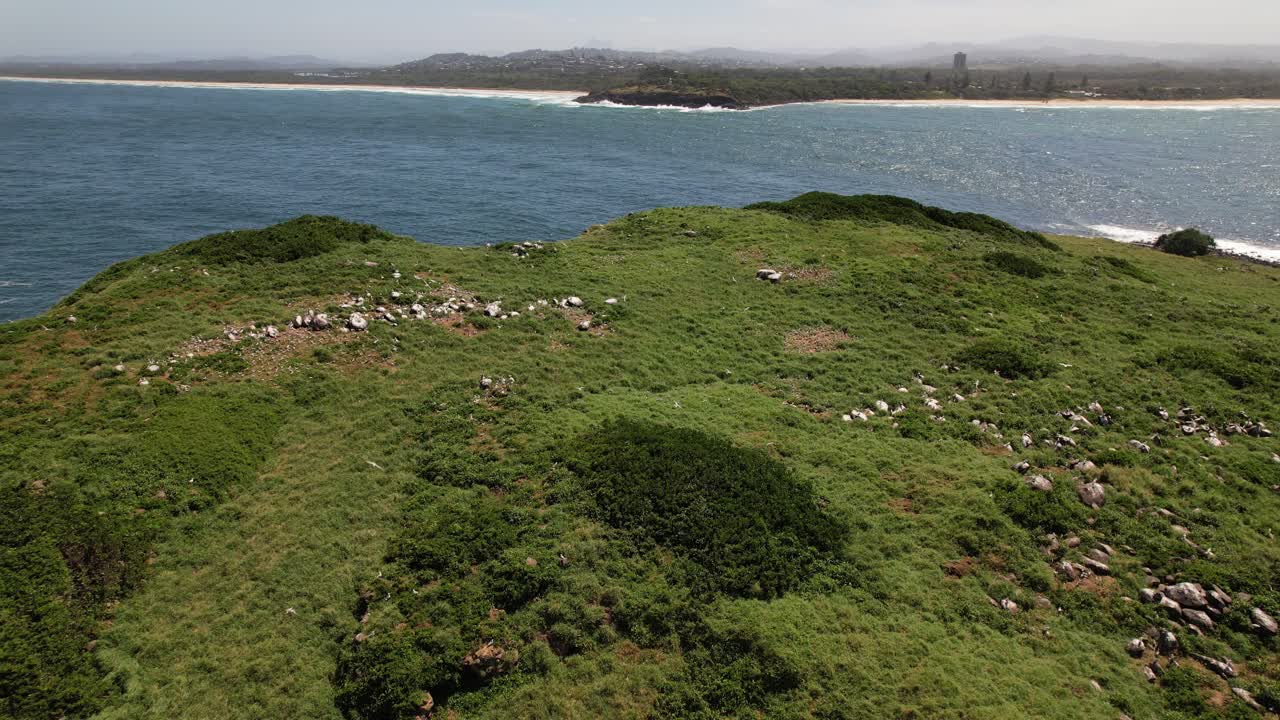 Seabirds Flying At Cook Island Nature Reserve Offshore From Fingal Head In New South Wales, Australia. aerial shot