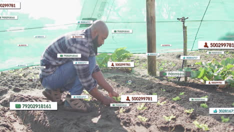 man kneeling planting seedlings on farm, showing floating data tags above irrigation tubing