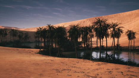 oasis en el desierto