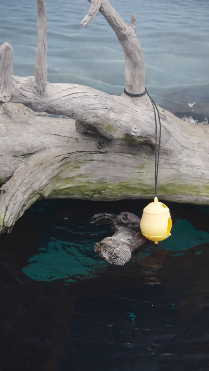 Sea Otter Floating in Water with Yellow Toy and Driftwood