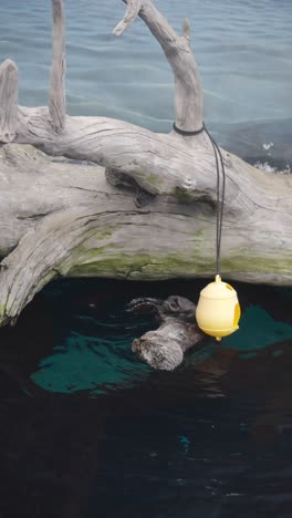 sea otter floating in water with yellow toy and driftwood