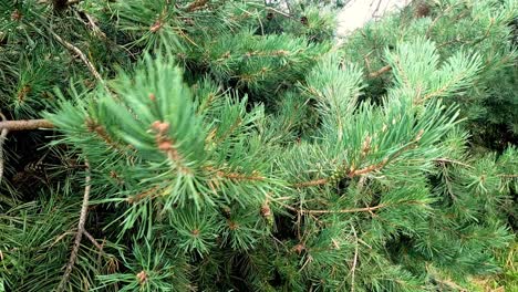 pine branches moving gently in the breeze