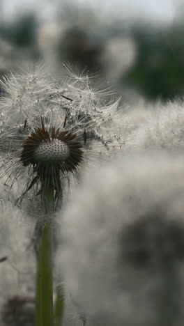 close-up of a dandelion