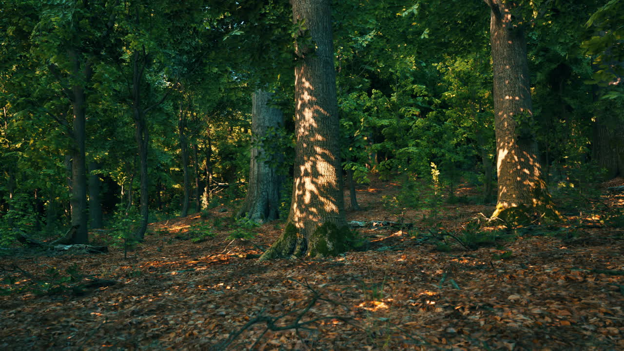 Sunlight Filtering Through The Trees In A Dense Forest