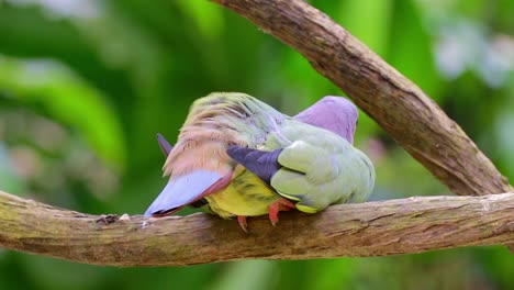 Paloma-Verde-De-Cuello-Rosa-Relajándose-En-La-Rama-De-Un-árbol