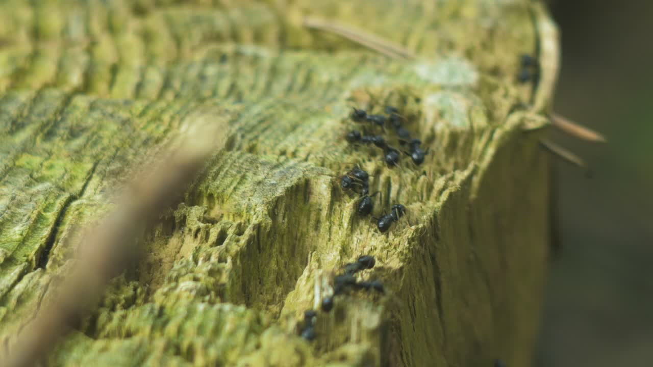 Formiche setose si muovono sul nido, formicaio con formiche setose in primavera, lavoro e vita delle formiche in un formicaio, giornata di sole, scatto macro ravvicinato, bassa profondità di campo.