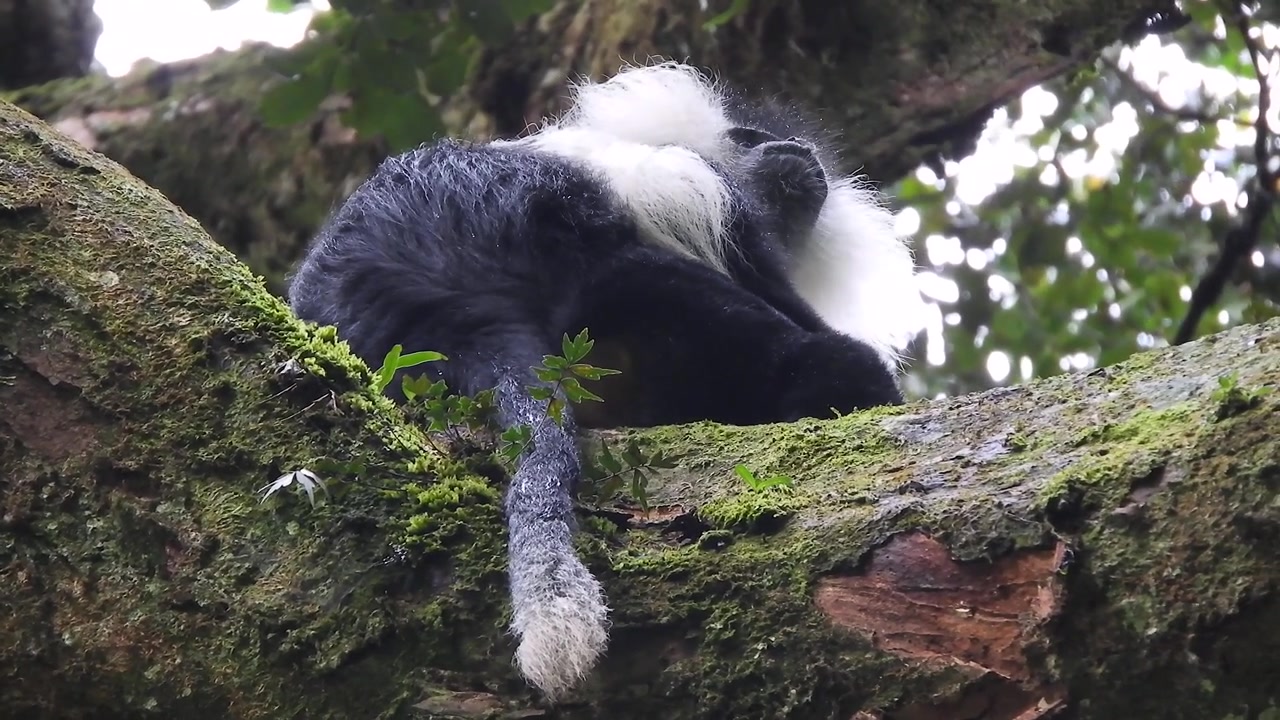 Colobo guereza che riposa su un ramo d'albero muschioso