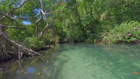 Vuelo-Bajo-En-FPV-Sobre-El-Río-Caño-Frío-Con-Manglares-Y-Un-Exuberante-Panorama-Verde