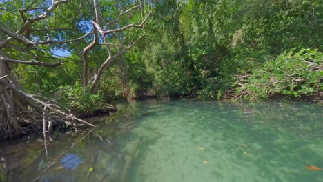 vuelo de bajo fpv sobre el río cano frio con árboles de manglar y panorama verde exuberante