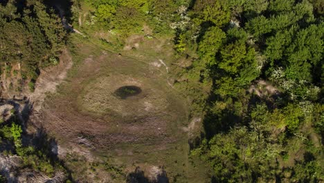 vista aérea descendente de ciervos serpenteando en duinen van voorne, cerca de slikken van voorne en los países bajos, cerca de rotterdam, cálido sol