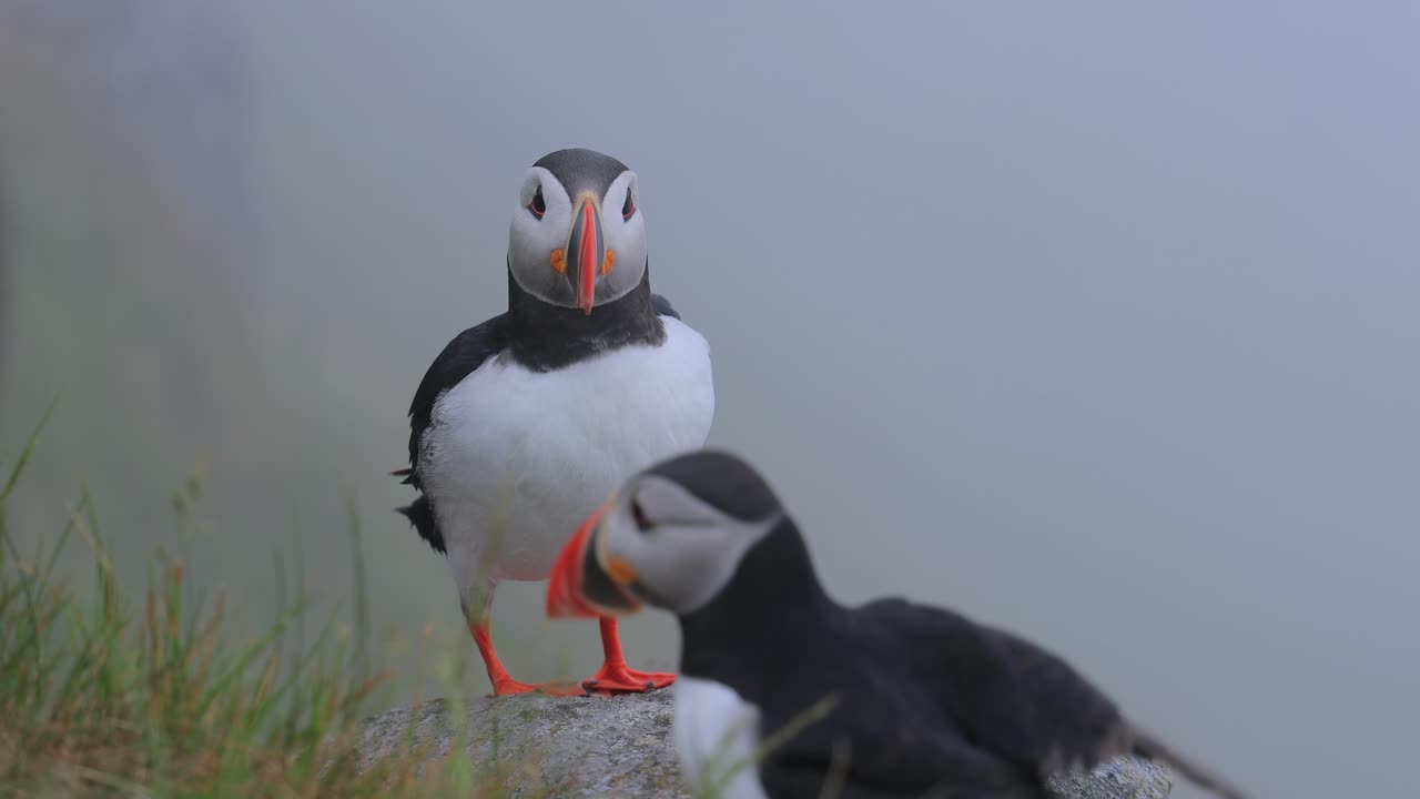 papagayo atlántico (fratercula arctica), en la roca de la isla de runde (noruega).