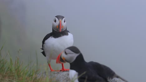 Atlantic-puffin-(Fratercula-arctica),-on-the-rock-on-the-island-of-Runde-(Norway).