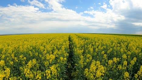 Wunderschöner-Goldener-Raps-Unter-Einem-Klaren-Sommerhimmel---Slowmo-Aufstieg