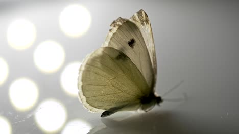 scatto girabile di una farfalla in piedi su una superficie riflettente con un disegno a punti sullo sfondo.