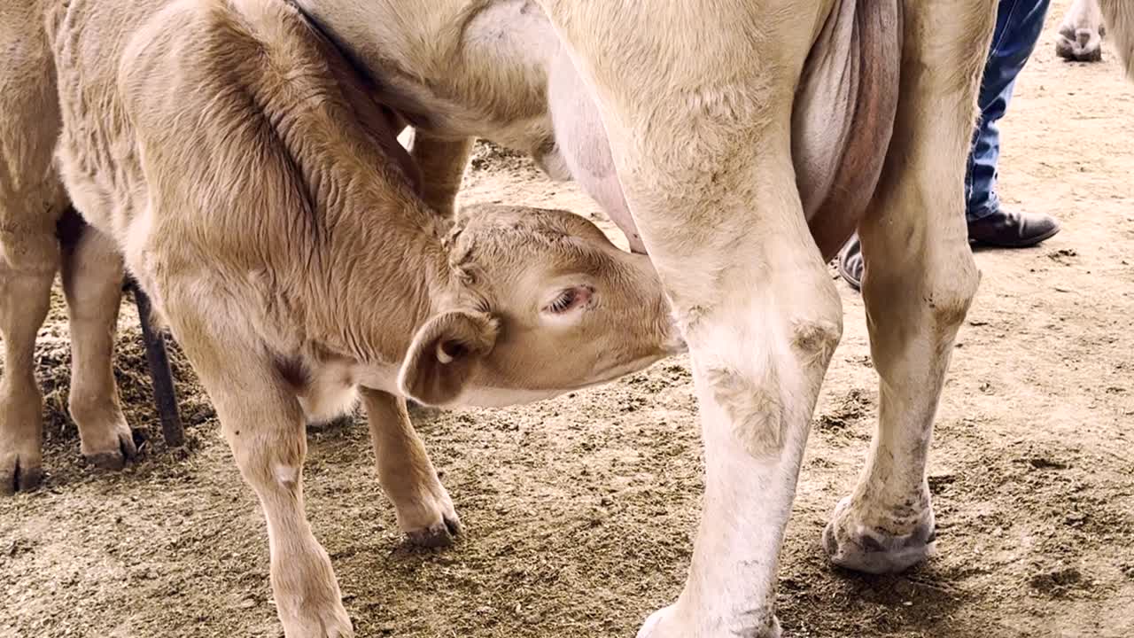 Calf suckling its mothers udder on ranch, closeup