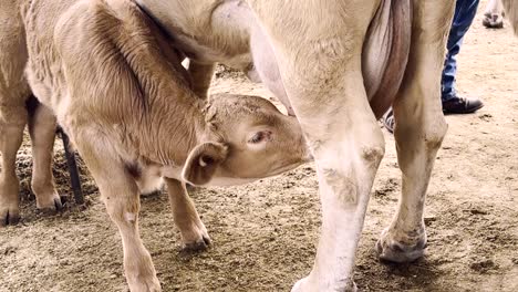 calf suckling its mothers udder on ranch, closeup
