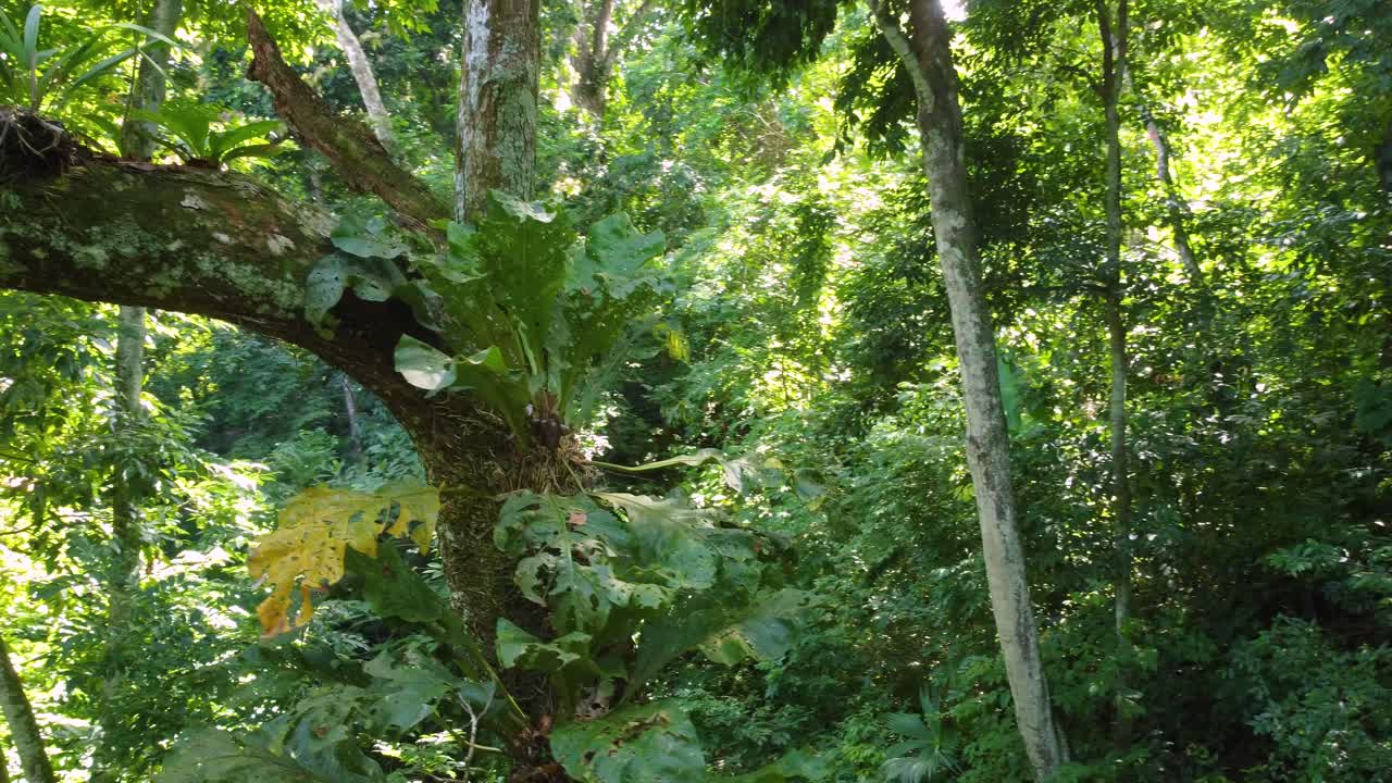 deslizándose en el frondoso follaje tropical con una variedad de hojas verdes en los bosques salpicados de luz solar de minca, colombia