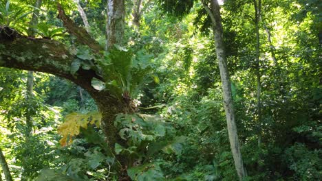 gliding in tense tropical foliage with a variety of green leaves in the sunlight-dappled forests of minca, colombia