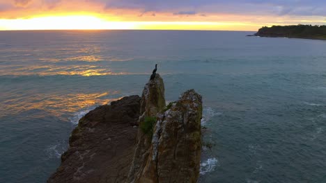 cormorants guarding their nest on top of cathedral rocks with scenic view of sunrise and seascape, nsw australia - aerial slow motion shot