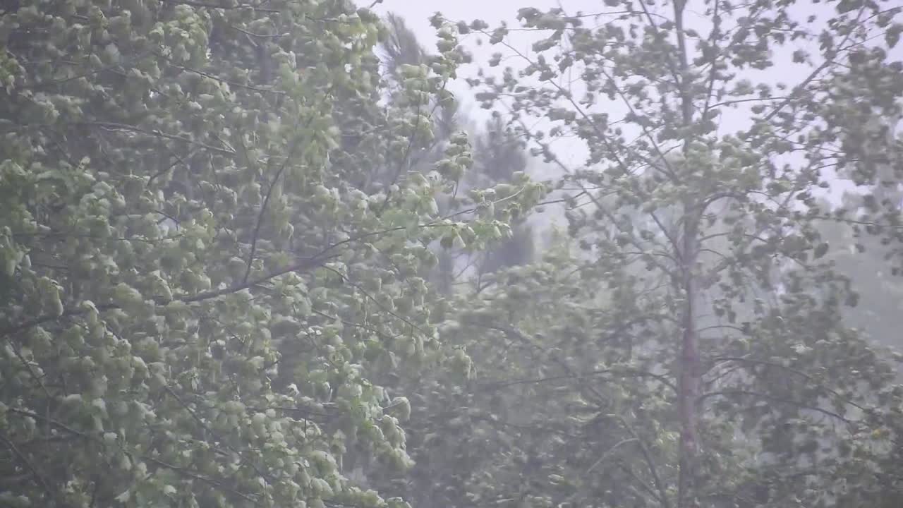 폭풍 동안 바람에 날리는 나무