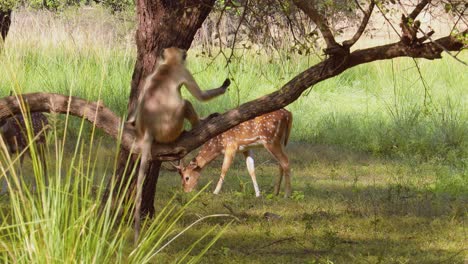 chital or cheetal, also known as spotted deer, chital deer, and axis deer, is a species of deer that is native in the indian subcontinent. ranthambore national park sawai madhopur rajasthan india