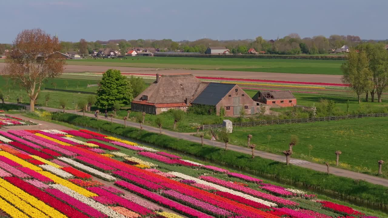 Vista aerea di file colorate di tulipani e ciclisti su una strada di campagna nei Paesi Bassi.