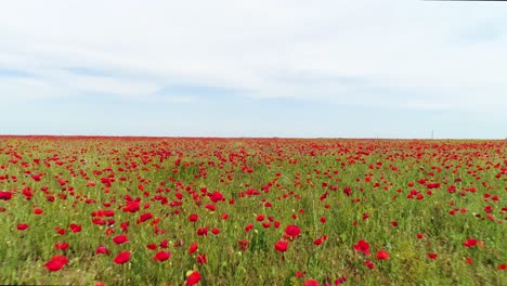 vast field of red poppies