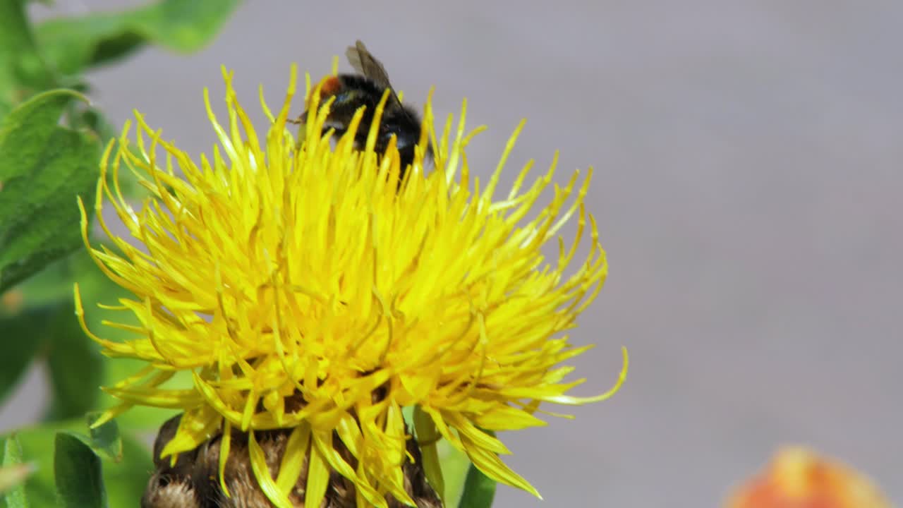 un primer plano macro de un abejorro en una flor amarilla buscando comida y volando