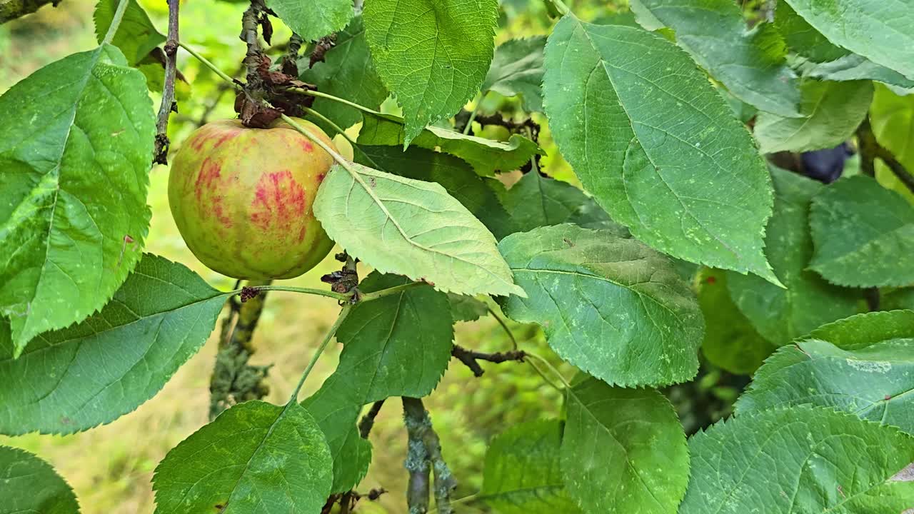 A close-up shot shows an apple hanging on a tree branch, surrounded by green leaves in a natural garden setting
