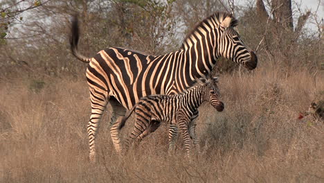 a newborn zebra foal stands next to its mother in the savanna grass