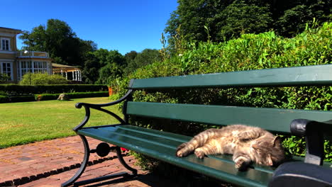 cat resting o bench in a garden