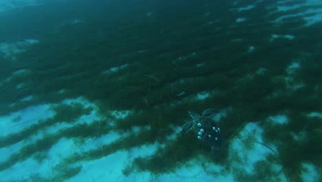 Underwater-shot-of-an-amazing-sea-turtle-swimming-in-Nissi-Beach-in-Cyprus