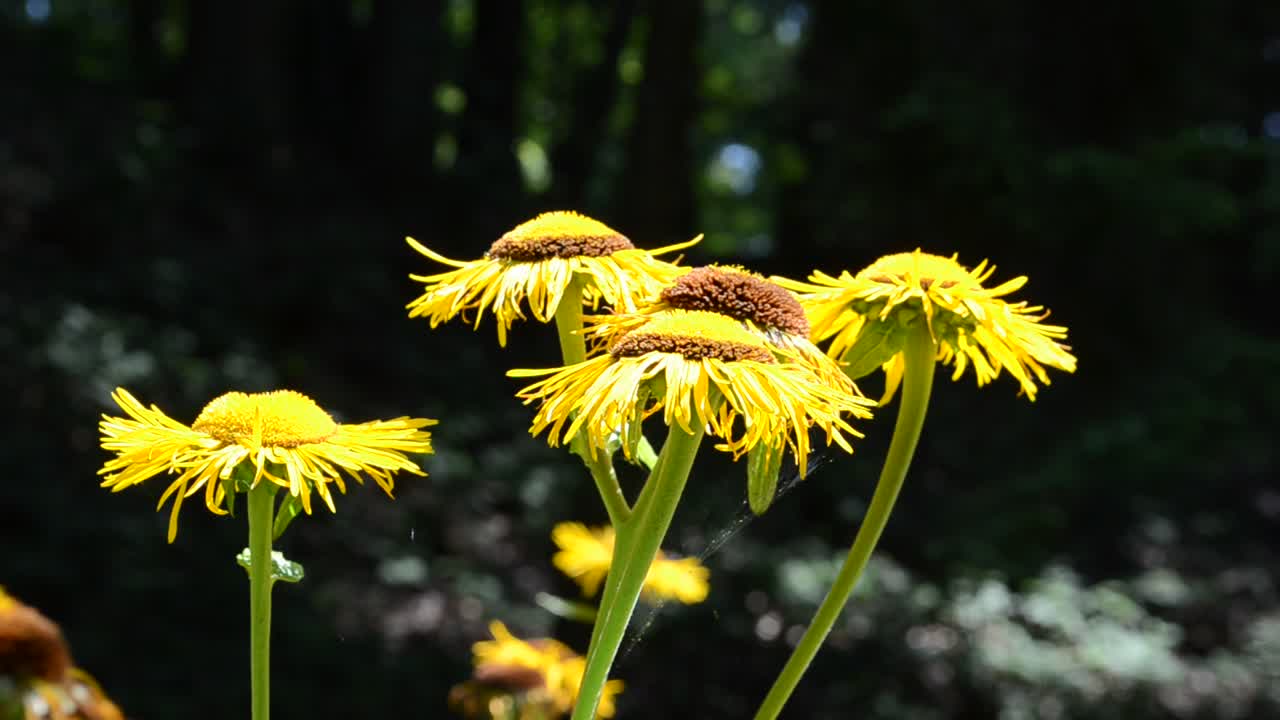 Riprese in estate, nel pomeriggio, macro. Fiori gialli nel bosco.