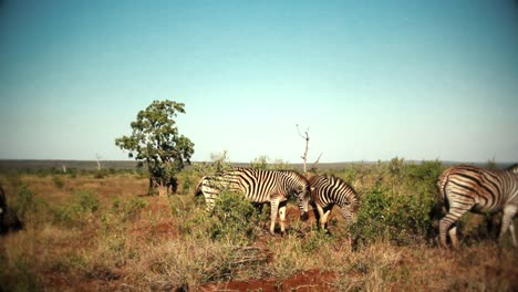 Un-Grupo-De-Cebras-Caminando-Libremente-En-áfrica