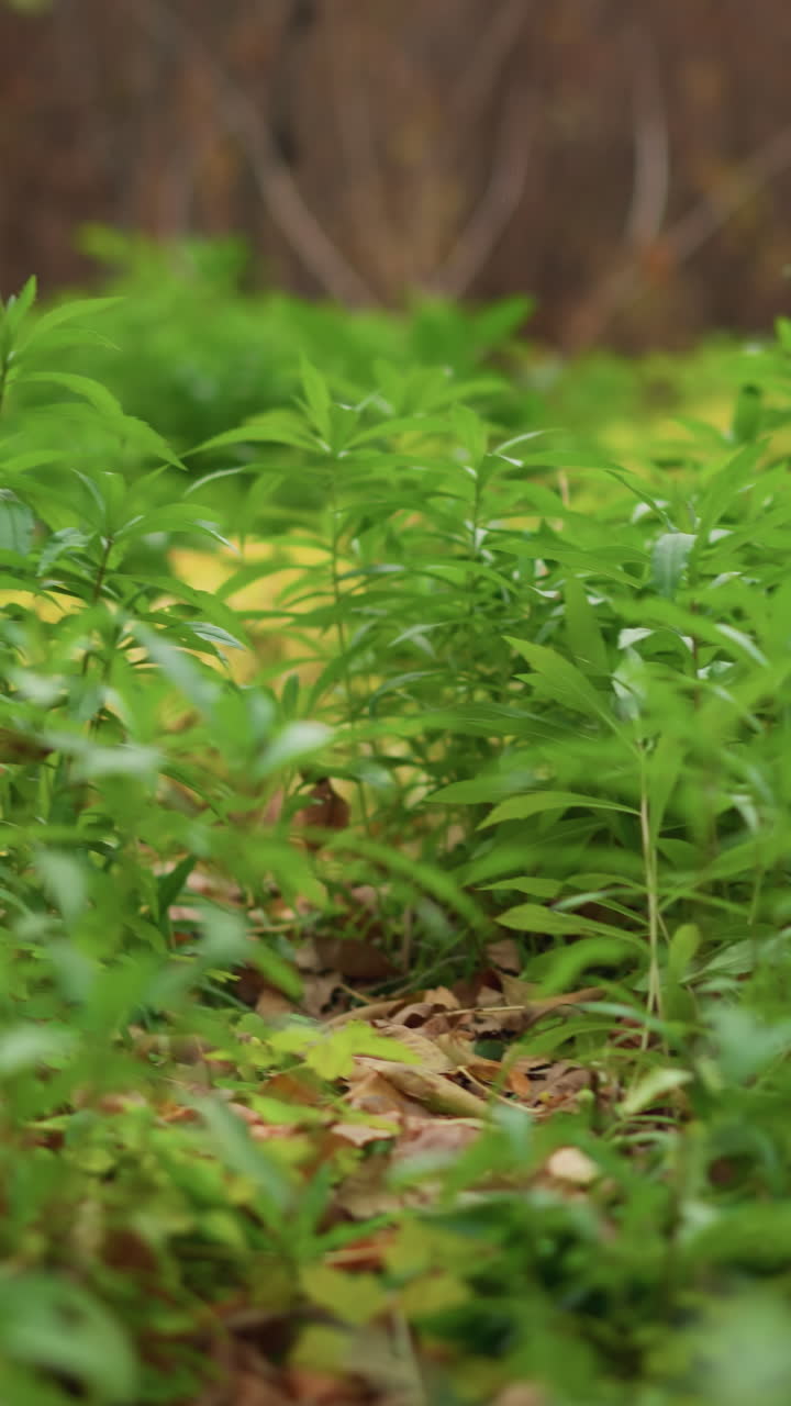 primer plano de plantas verdes exuberantes que prosperan entre el follaje seco de otoño con árboles en el fondo, hojas vibrantes en contraste con el follajes caídos de tierra, creando texturas ricas y una escena de naturaleza pacífica
