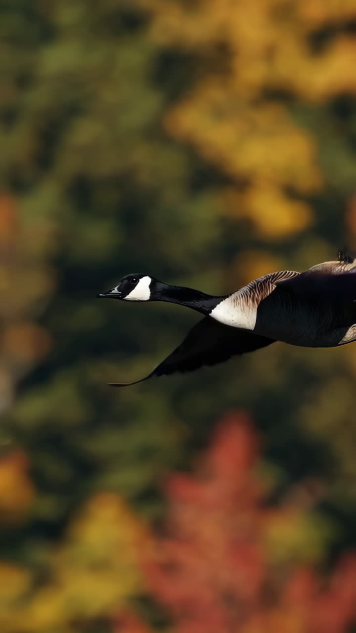 Oca del Canada in volo sulle foglie autunnali