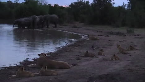 elephant herd and lion pride at waterhole, kruger national park