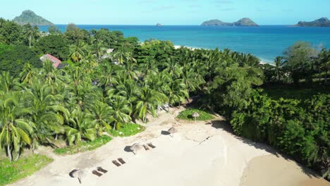 aerial view of tropical beach with palm trees and ocean in the background