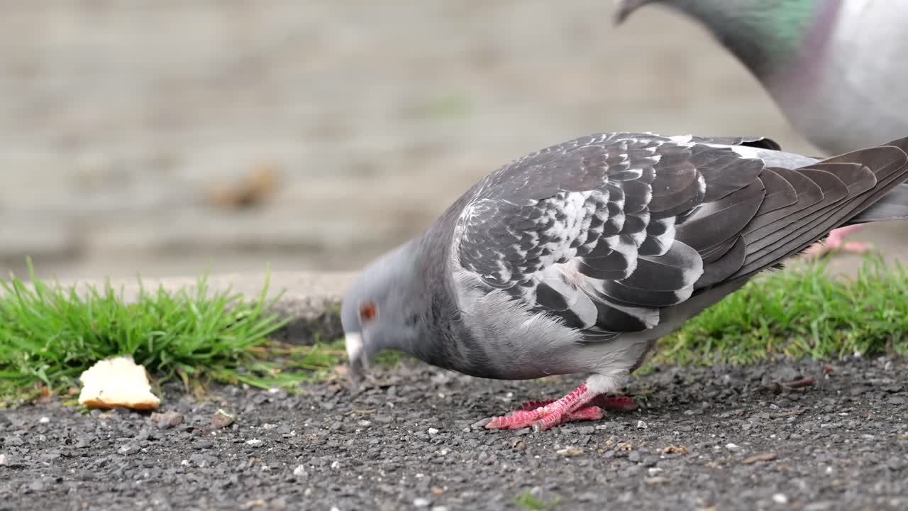 Rock pigeon feeding on bread crumbs on a city street in Antwerp