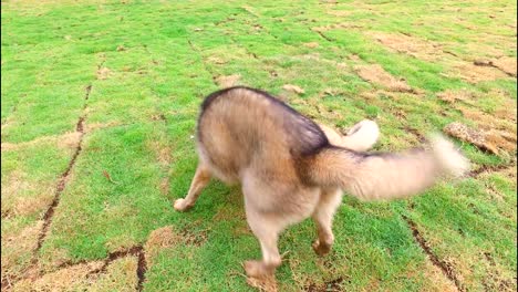 dog playing on grassland