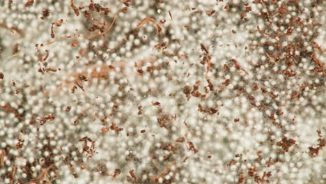 mold growth on organic matter