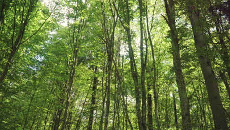 Tourists-walking-in-wood.-Friends-study-way-on-map-while-traveling.-Summer-forest