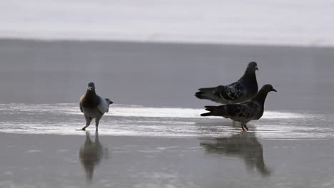 birds drinking water from a fountain pond in abu dhabi, united arab emirates