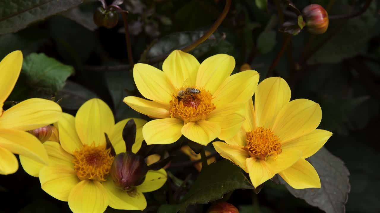 A honey bee collects pollen from vibrant yellow dahlia flowers in a lush garden setting
