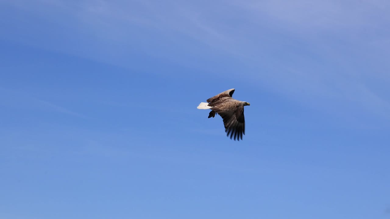 A White tailed eagle dives down and take a fish