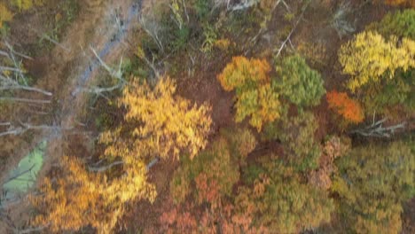 birdseye view of bare trees and colorful foliage just after peak foliage, as well as streams and a swamp