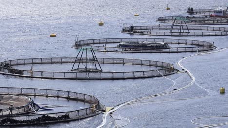 farm salmon fishing in norway