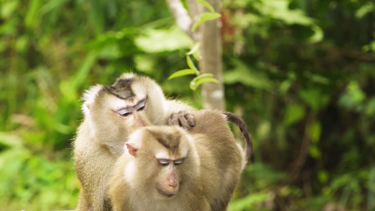 dos monos, macacos de cola de cerdo cuidándose unos a otros, limpiando su abrigo de piel
