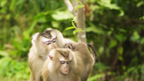 dos monos, macacos de cola de cerdo cuidándose unos a otros, limpiando su abrigo de piel